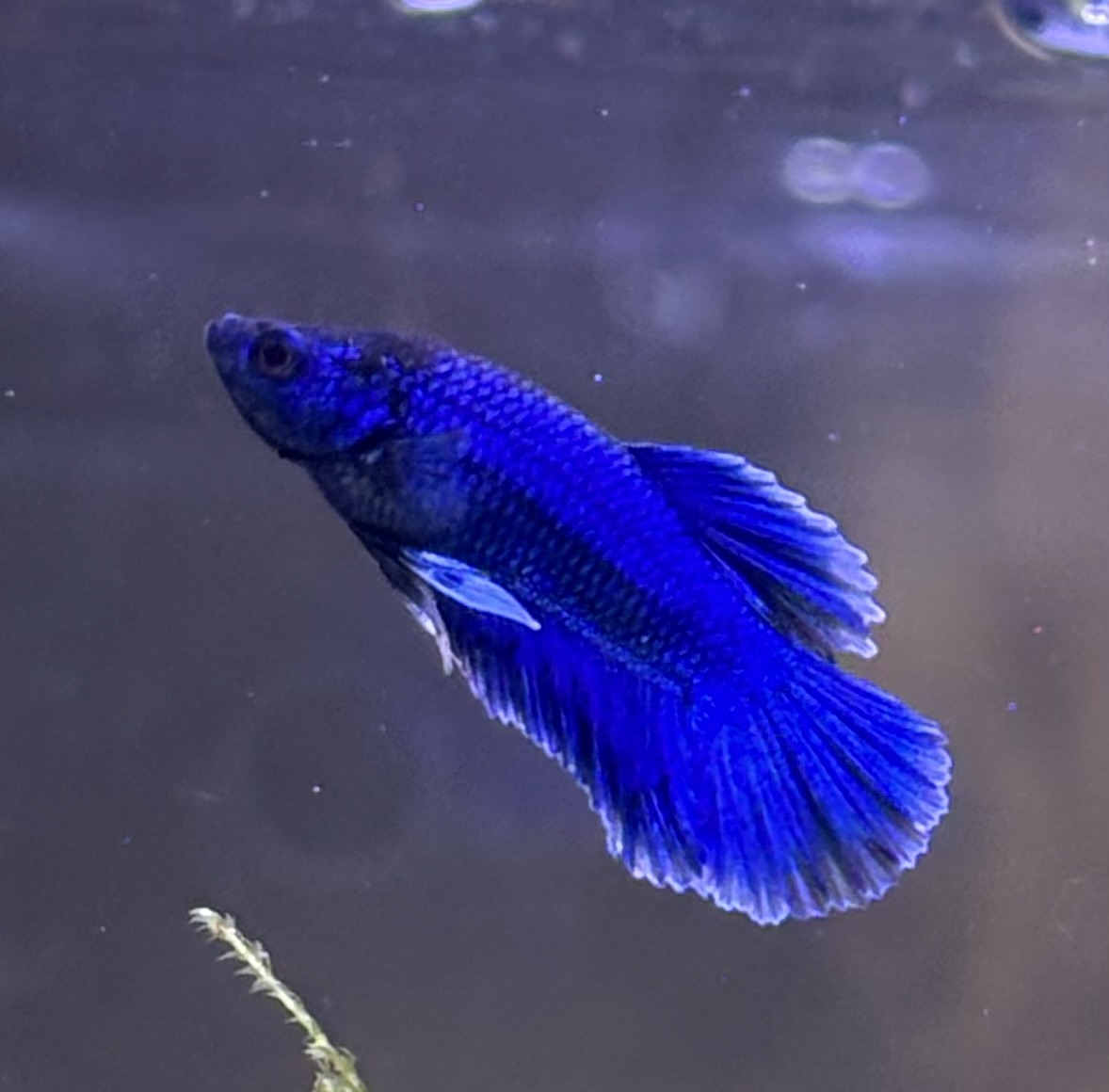 Blue betta