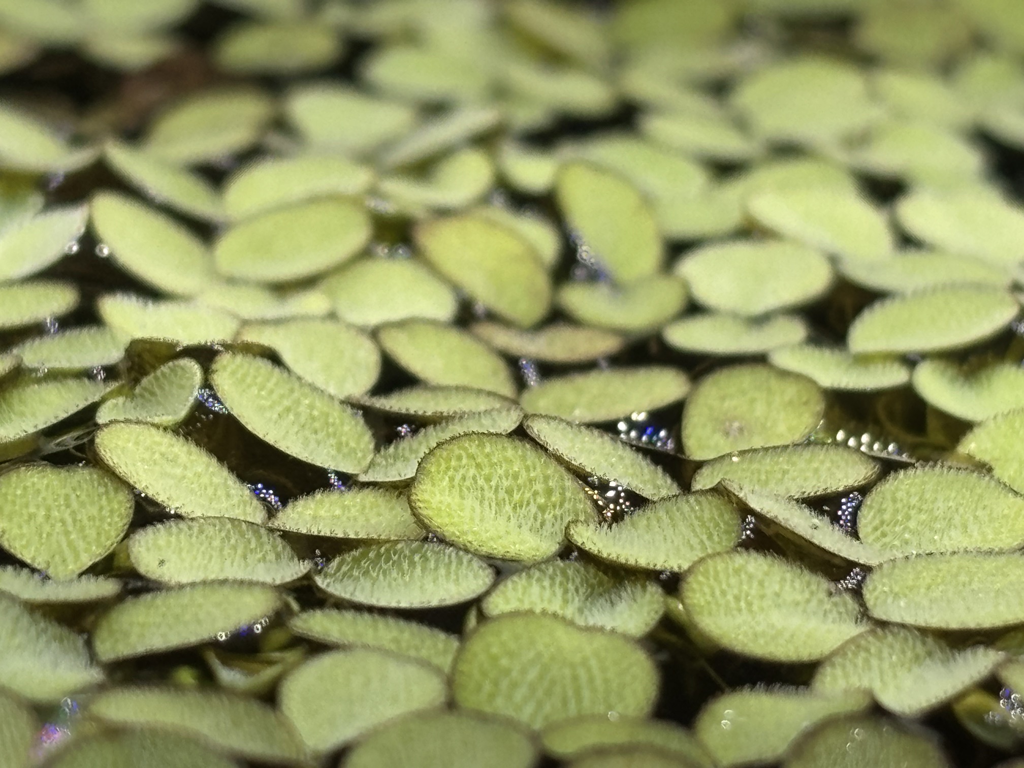 Salvinia minima floating aquarium plant