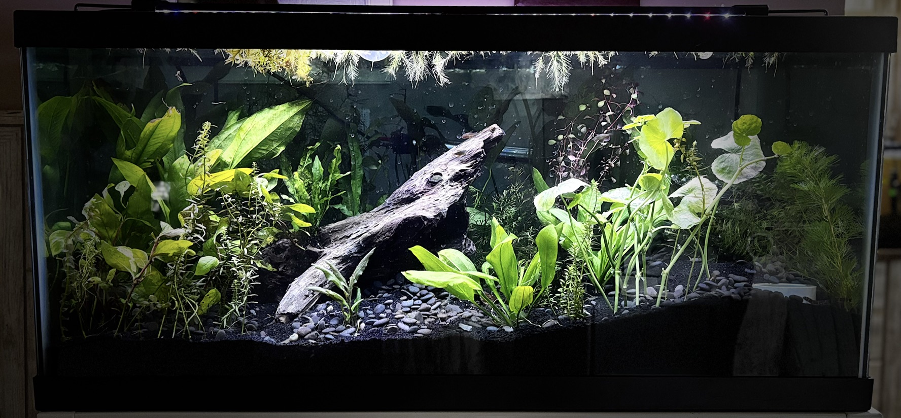 Planted freshwater aquarium with driftwood and lush green plants